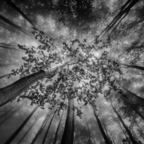 Forest views