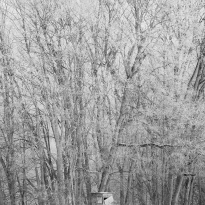 Perch