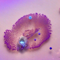 Art of bacteria