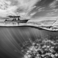Mobula Ray Fever