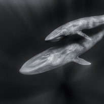 Blue Whales