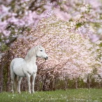 Allegro