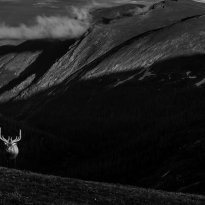 Elk in the sunset