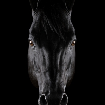 Art Of The Horses