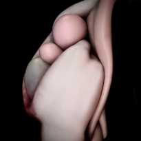 BUD