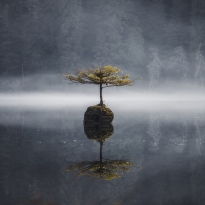Tree of Life