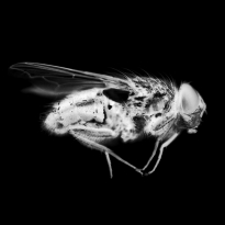 flies