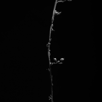 Without life