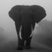 NGORONGORO