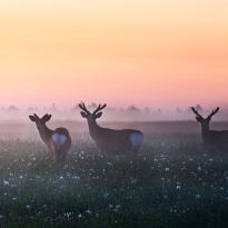 In the meadow