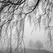 Trees through tree