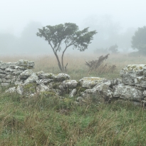 Walls