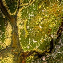 Salt marshes