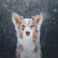 Blizzard