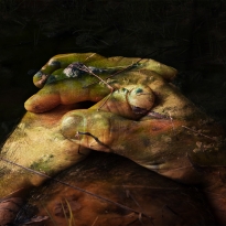 VEGETABLE EPIDERMIS