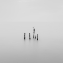 Fishing bird 
