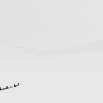 Dog sled