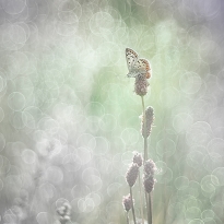 Bubbleliscious