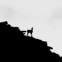 Against the sky