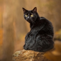 Vigilance