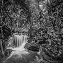 Mythical Forest