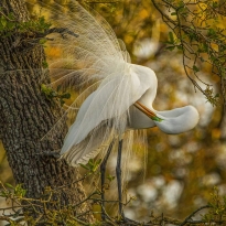 GOLDEN MORNING