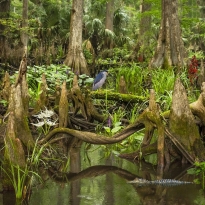 CYPRESS SWAMP