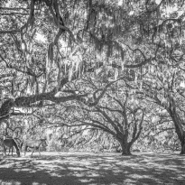 WATER OAK PASTURE