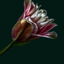 Flowering Lily