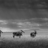 Under A Kenyan Sky