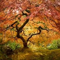 The Tree of Life