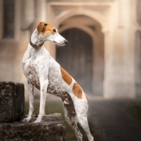 Lurcher