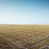 Feld