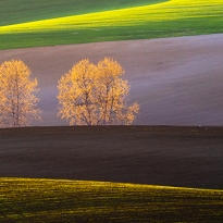 fields