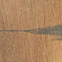 L'Arbre