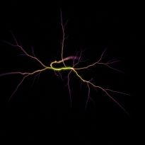 Electric Trees