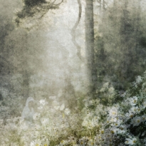 The forest
