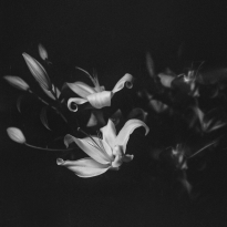 Lily