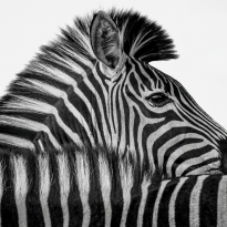 White stripes