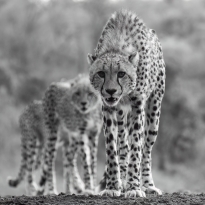 Lovely hunters