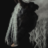 Beauty of Irish Cob