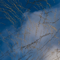 Flight Path