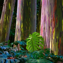Rainbow Glow