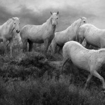 Rain Herd