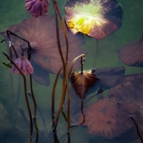 NATURE like ART