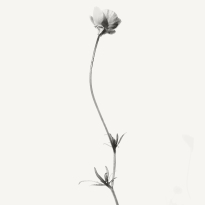 FlowerLine
