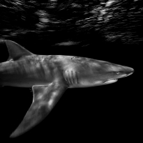 Sharks In Motion