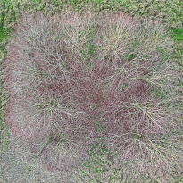 Winter Trees