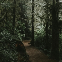 Forestal
