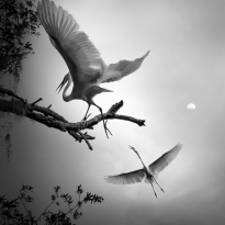 Wings of Vitality